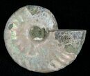Silver Iridescent Ammonite - Madagascar #5352-1